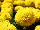 טגטס אמריקאי | קטלוג פרחים | מרכז גינון | השתיל תדהר | משתלות | עונתיים