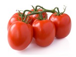 עגבניית תעשייה | משתלת השתיל תדהר | משתלה | משתלות | מחלקת ירקות | השתיל