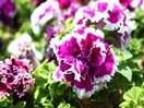 פטוניה דאבל |  קטלוג פרחים | מרכז גינון | השתיל תדהר | משתלות | עונתיים