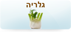 גלריה