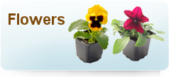 hashtil tidhar nursery | nurseries | nursery | nurseries on the Negev | landscape contractor