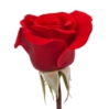 roses growing | tidhar nursery | nurseries | garden center | negev | flowers | gardeners | seasonal