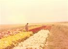 Meir Saida At The Flower Field
