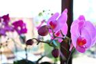 Orchid