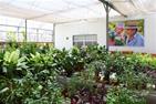 Indoor Plants