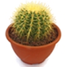 cactus growing | hashtil tidhar nursery | nursery | garden center | gardening | irrigation | plants